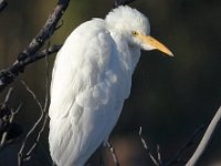 frieda 007  Cattle Egret - Jan Prinsloo 2014 : frieda